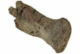 Hadrosaur (Edmontosaurus) Phalanx - Wyoming #229246-1